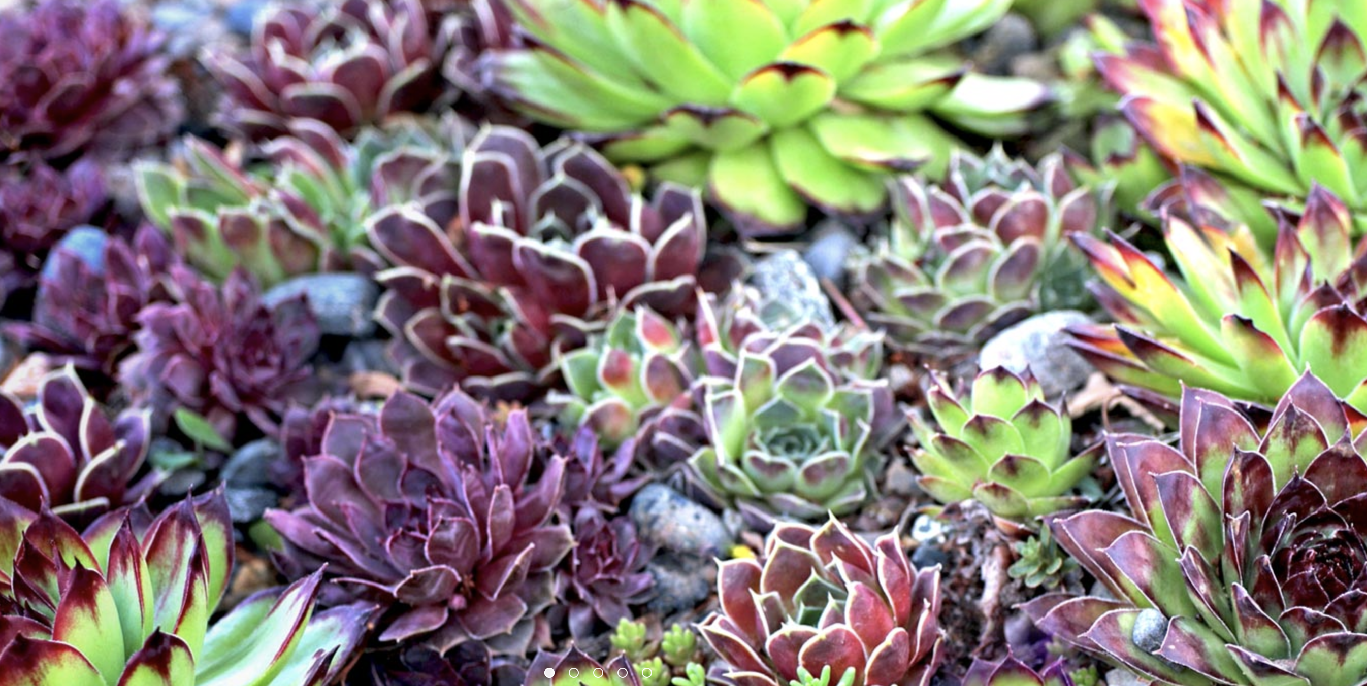 The ultimate succulent subscription club, powered by PayWhirl