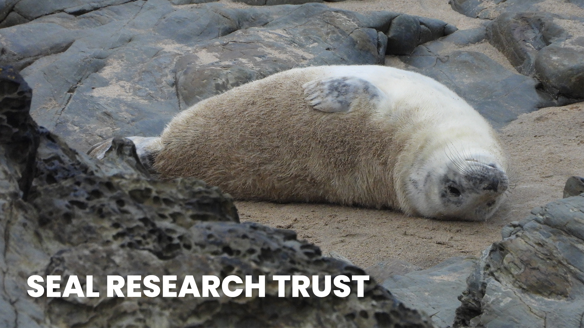 Dive Deep into Subscriptions: How Seal Research Trust Makes Waves with PayWhirl